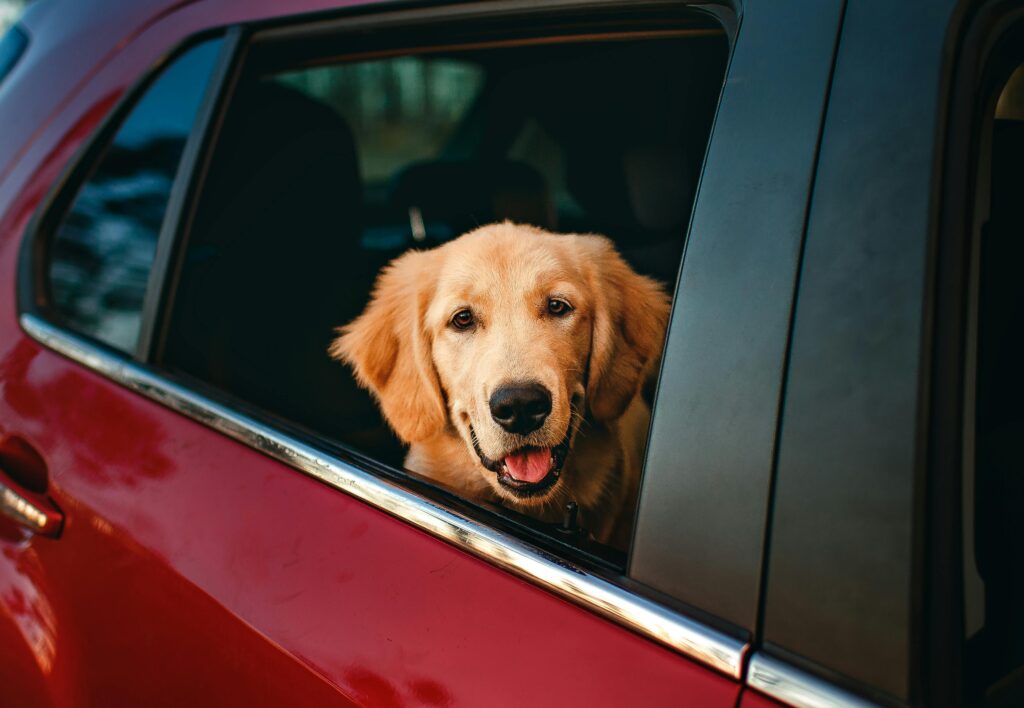 Viaje com Seu Pet: Melhores Hospedagens Pet-Friendly em São Paulo e Interior