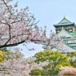 Capture of Osaka Castle surrounded by beautiful cherry blossoms during spring. A stunning blend of nature and architecture.